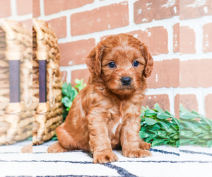 Cavapoo Puppy for Sale in SYRACUSE, Indiana USA