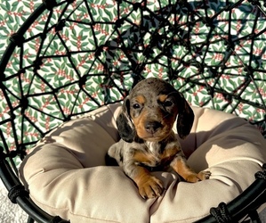 Dachshund Puppy for sale in WEBSTER, FL, USA