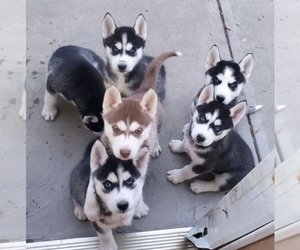Siberian Husky Puppy for sale in CHESWICK, PA, USA