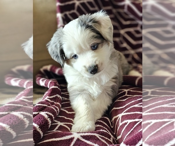Medium Photo #2 Miniature Australian Shepherd Puppy For Sale in SALEM, OR, USA