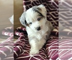 Small Photo #2 Miniature Australian Shepherd Puppy For Sale in SALEM, OR, USA