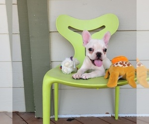 French Bulldog Puppy for sale in SANTA CLARITA, CA, USA