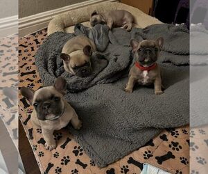 French Bulldog Puppy for sale in WEST COVINA, CA, USA