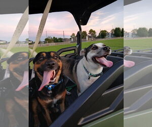 Billy - Male American Staffordshire Terrier-Unknown Mix Dog for Adoption - Photo #2