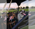Small Photo #2 American Staffordshire Terrier-Unknown Mix Puppy For Sale in The Woodlands, TX, USA