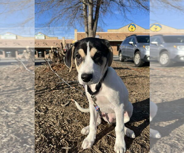 Medium Photo #3 Mutt Puppy For Sale in Candler, NC, USA