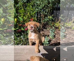 Labrador Retriever-Unknown Mix Dogs for adoption in Sandy, UT, USA
