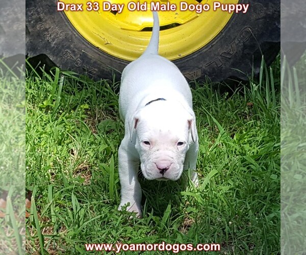 Medium Photo #63 Dogo Argentino Puppy For Sale in JANE, MO, USA