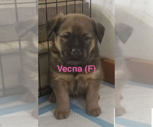 Medium Photo #1 Chow Chow-Great Pyrenees Mix Puppy For Sale in Winter Park, CO, USA