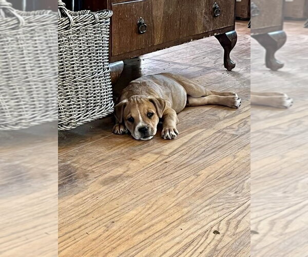 Medium Photo #5 American Pit Bull Terrier-Unknown Mix Puppy For Sale in Hillsboro, MO, USA