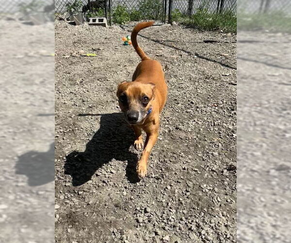 Medium Photo #2 Chihuahua-Unknown Mix Puppy For Sale in Elmsford, NY, USA