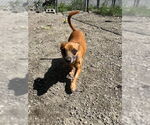 Small #1 Chihuahua Mix