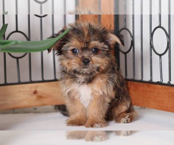 Medium Photo #3 Shorkie Tzu Puppy For Sale in NAPLES, FL, USA