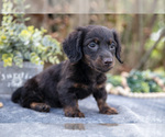 Small #2 Dachshund