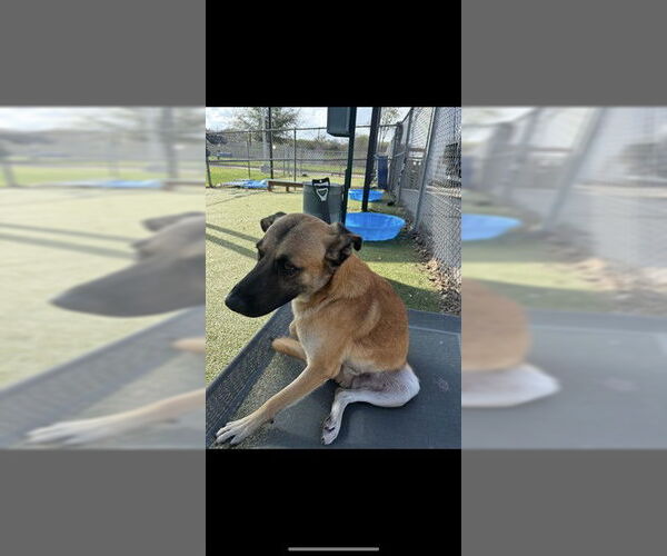 Medium Photo #1 German Shepherd Dog-Unknown Mix Puppy For Sale in Pasadena, TX, USA