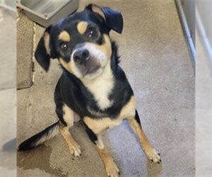 Taco Terrier Dogs for adoption in San Andreas, CA, USA