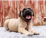 Small Photo #57 Mastiff Puppy For Sale in WAKARUSA, IN, USA