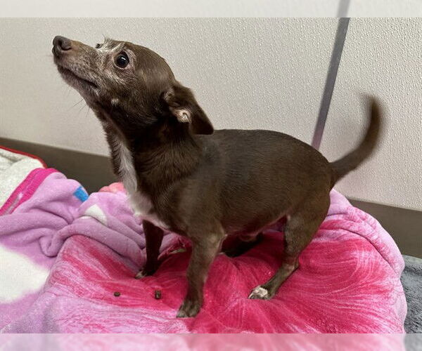 Medium Photo #1 Chihuahua Puppy For Sale in McKinleyville, CA, USA