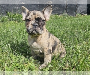 French Bulldog Puppy for sale in PHILADELPHIA, PA, USA