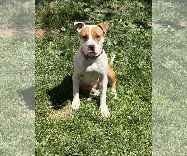 Medium Photo #2 Mutt Puppy For Sale in Woodbury, NY, USA