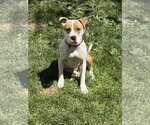 Small #1 Mutt