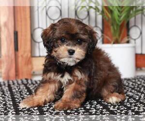 ShihPoo Puppy for sale in NAPLES, FL, USA