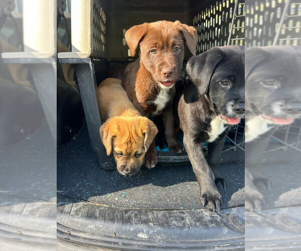 Medium Photo #3 Labrador Retriever-Unknown Mix Puppy For Sale in Aurora, IN, USA