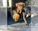 Small #2 Labrador Retriever Mix