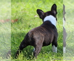 Small Photo #10 Boston Terrier Puppy For Sale in WINNSBORO, TX, USA