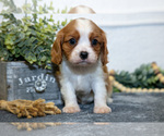 Image preview for Ad Listing. Nickname: Litter of 6