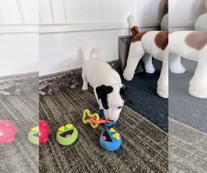 Jack Russell Terrier Puppy for sale in BELLE, MO, USA