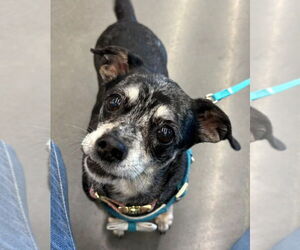 Chiweenie Dogs for adoption in Claremore, OK, USA