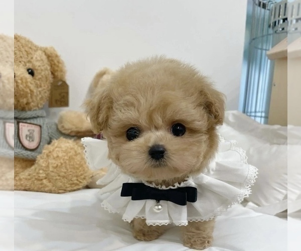 Medium Photo #4 Poodle (Toy) Puppy For Sale in HAYWARD, CA, USA