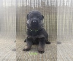 Small Photo #6 German Shepherd Dog Puppy For Sale in SUMPTER TWP, MI, USA