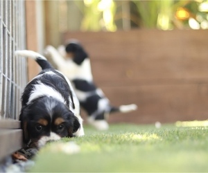 Medium Cavalier King Charles Spaniel