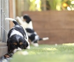 Puppy 4 Cavalier King Charles Spaniel