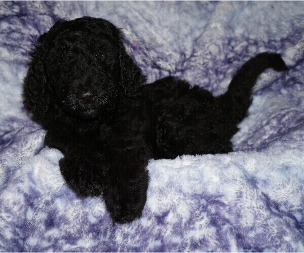 Medium Photo #3 Labradoodle Puppy For Sale in LA HABRA, CA, USA