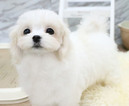 Small Photo #6 Maltese Puppy For Sale in SAN FRANCISCO, CA, USA