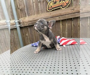 French Bulldog Puppy for Sale in LUCAS, Texas USA