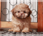 Image preview for Ad Listing. Nickname: Tiki