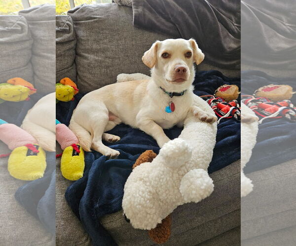 Medium Photo #5 Dachsador Puppy For Sale in Bellevue, WA, USA