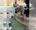 Small #4 German Shepherd Dog-Great Pyrenees Mix