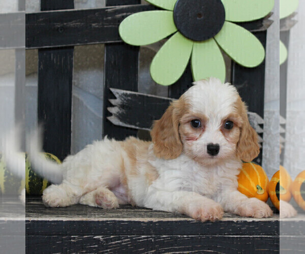 Medium Photo #6 Cavachon Puppy For Sale in GORDONVILLE, PA, USA