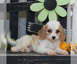 Small Photo #6 Cavachon Puppy For Sale in GORDONVILLE, PA, USA