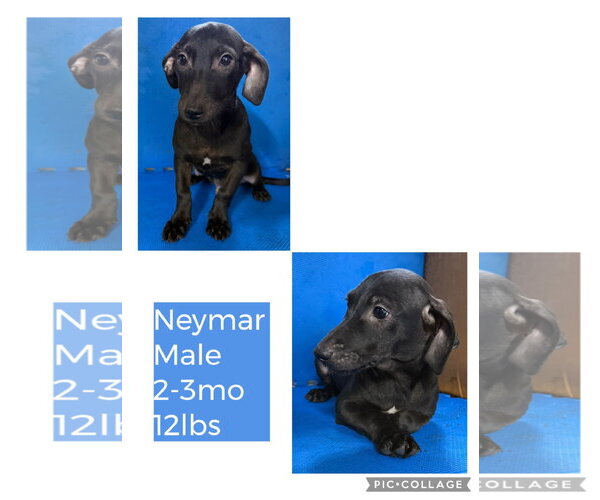 Medium Photo #7 Dachshund-Unknown Mix Puppy For Sale in Virginia Beach, VA, USA