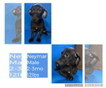 Small #6 Dachshund Mix