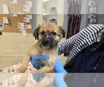 Small #1 German Shepherd Dog Mix