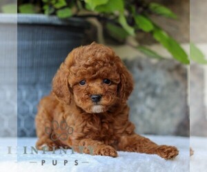 Goldendoodle (Miniature) Puppy for sale in EAST EARL, PA, USA