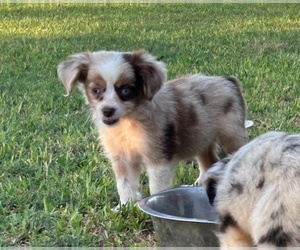 Miniature Australian Shepherd Puppy for sale in EAGLE LAKE, TX, USA