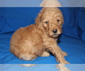 Goldendoodle (Miniature) Puppy for sale in BLMGTN, IN, USA